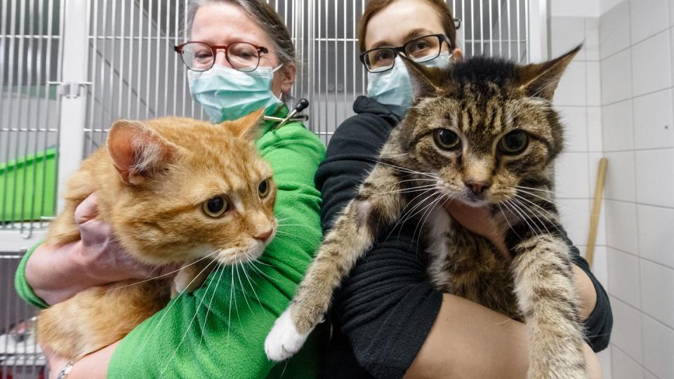 Die Katzen Lolek (l) und Bolek suchen nach ihrer überstandenen Corona-Infektion ein neues Zuhause. Die beiden kastrierten Kater sind in den Vermittlungsbereich des Tierheims umgezogen.