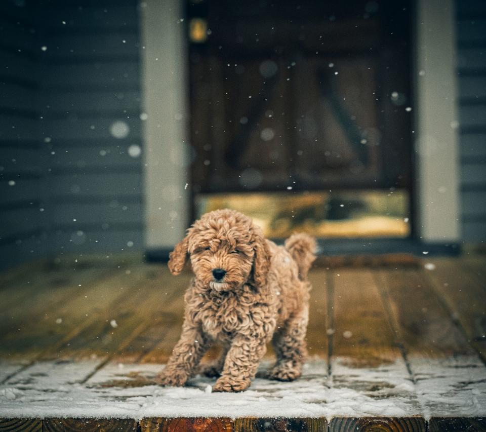 small fluffy dog breeds mini goldendoodle