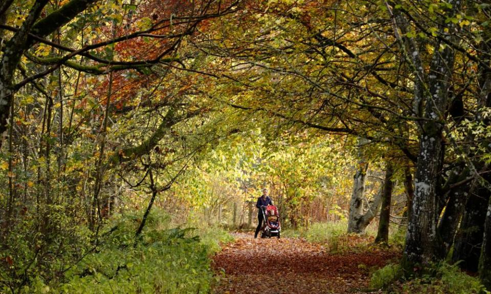 Woodland at Cluniemore.