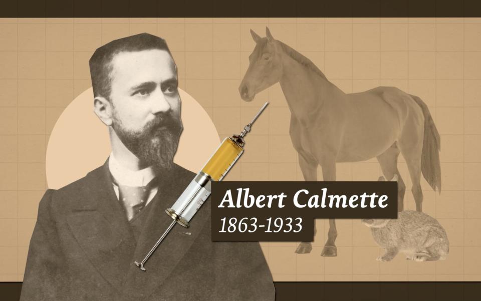 An image of Albert Calmette, a syringe, and a horse and rabbit.