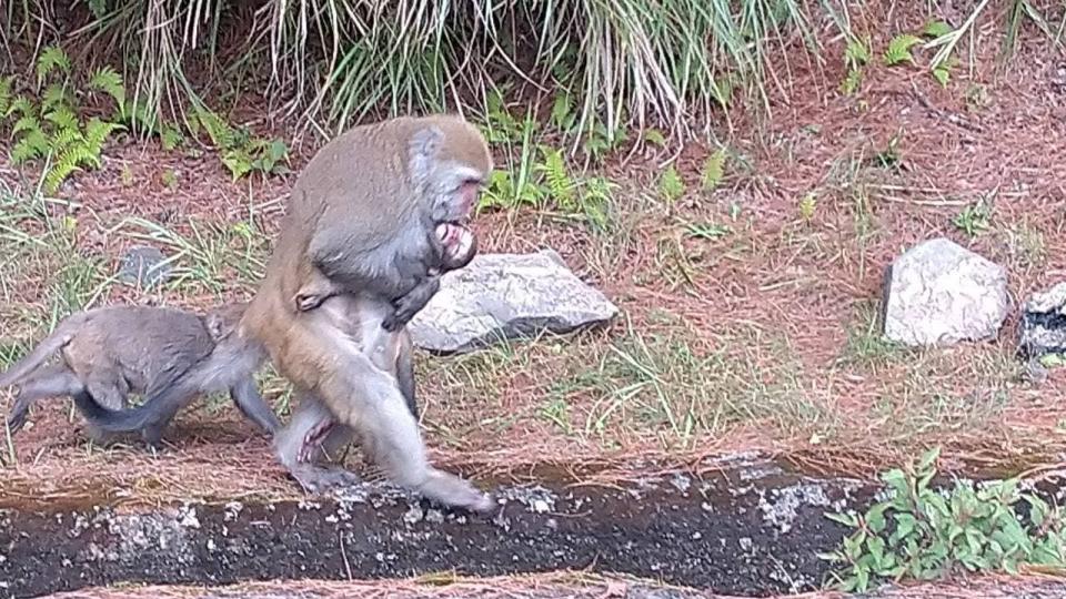 玉山小獼猴慘遭路殺，玉管處呼籲旅客切勿餵食，以免改變牠們的習性，釀成悲劇。（圖片來源／玉山國家公園臉書）
