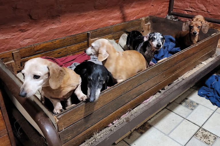 aritmética Socialismo Escarpado Récord de solicitudes para adoptar a los 55 perros salchicha rescatados de  un criadero ilegal