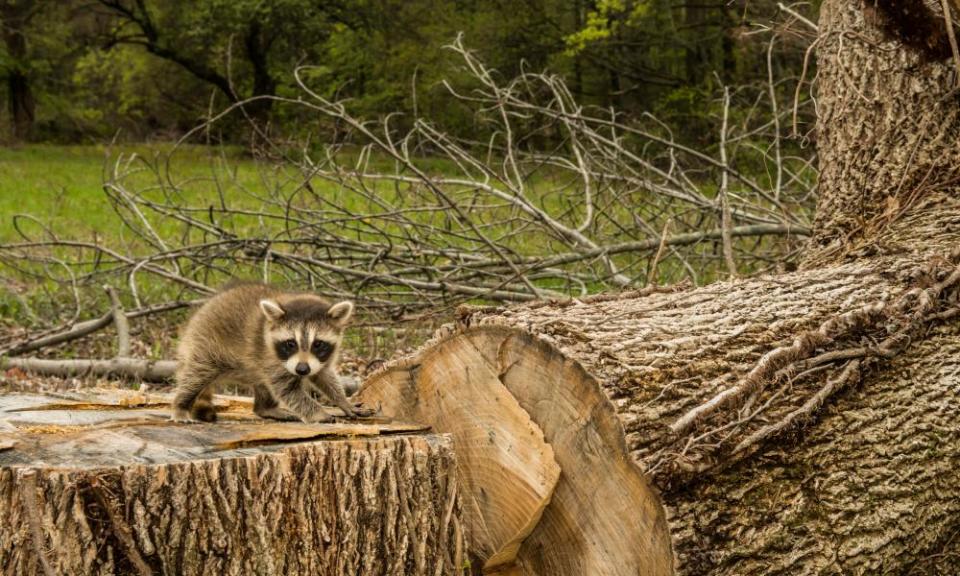 <span>Photograph: Jason Ondreicka/Alamy</span>