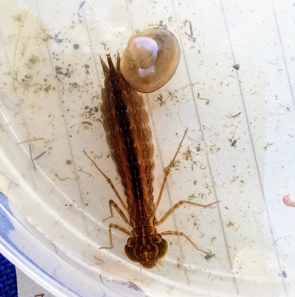 A dragonfly larva, also known as a nymph or naiad, is the aquatic juvenile stage of the dragonfly.