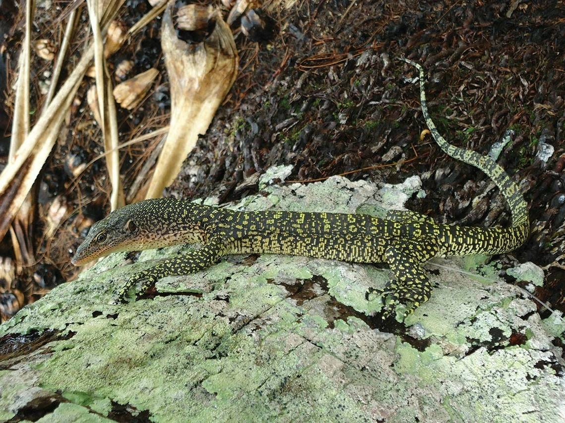 A Varanus louisiadensis, or Louisiade monitor lizard, sitting on a tree.