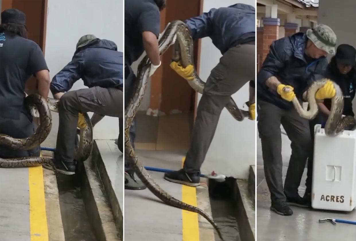 A composite photo showing a reptile being taken from a drain near Block 20 Teck Whye Lane on 16 August 2022. (SCREENGRABS: Gan Kim Yong/Facebook)