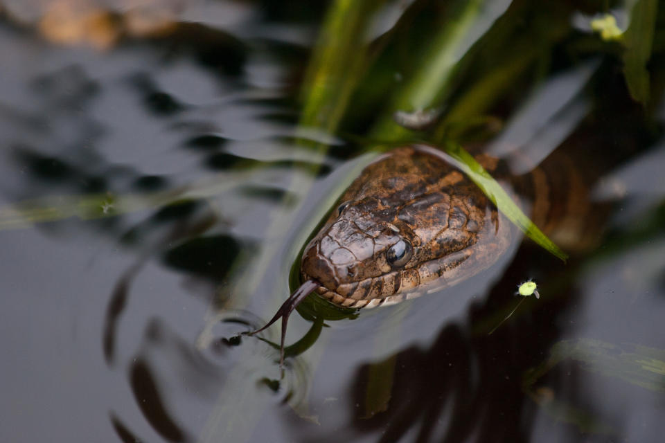 A Northern Water Snake pokes his head above the water on the Mississippi River in Wisconsin.