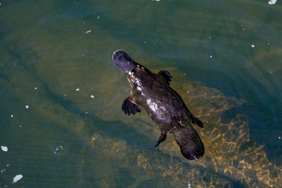 Platypuses are considered to be "nearly threatened", not endangered. Source: Getty Images