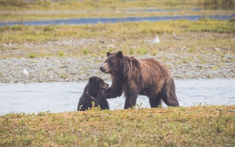 Grizzly bear and cub, Maple Leaf Adventures - Credit: Maple Leaf Adventures