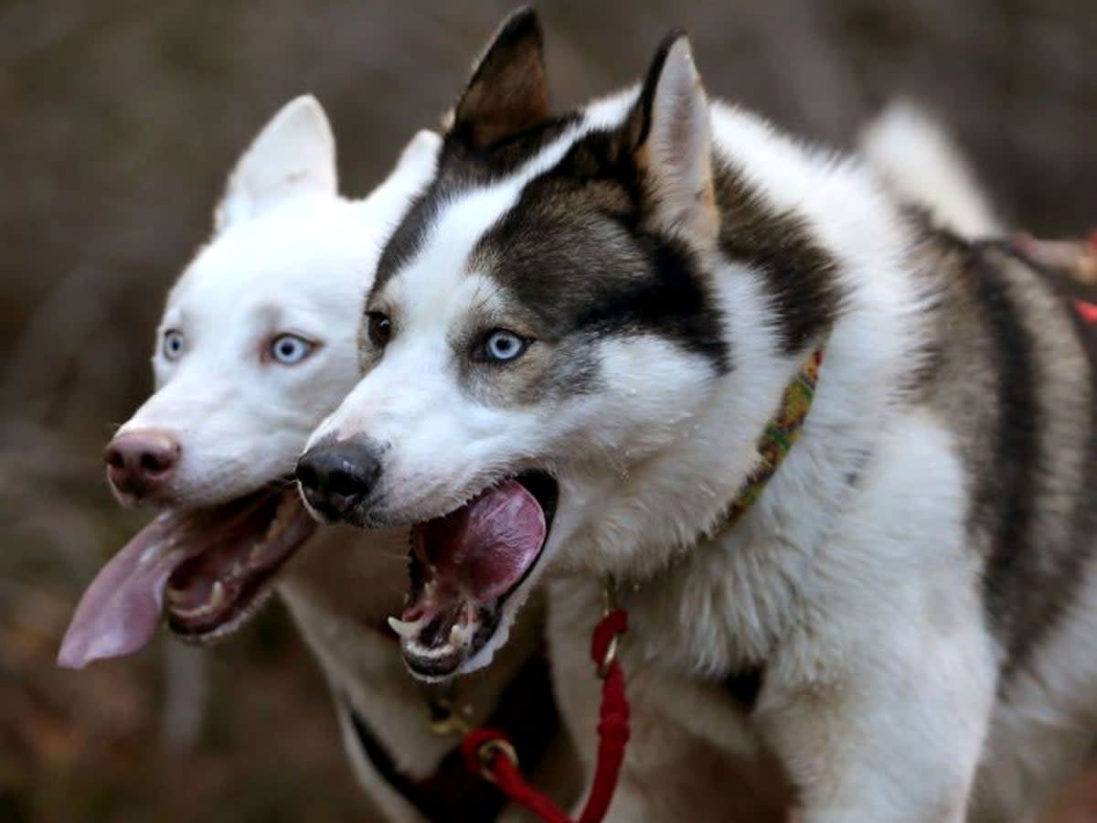 File Siberian Husky in Aviemore, Scotland. A woman in Montana hunted down a husky sparking outrage   (Andrew Milligan/PA Wire)