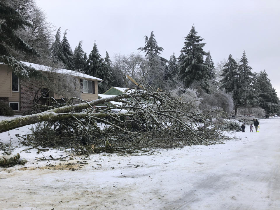 People walk by a collapsed tree in Lake Oswego, Ore., Saturday, Feb. 13, 2021. The tree fell during an ice and snowstorm that left hundreds of thousands of people without power and disrupted travel across the Pacific Northwest region. (AP Photo/Gillian Flaccus)