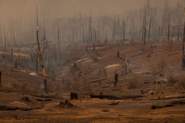 Un bosque queda diezmado por el incendio de Oak cerca de Mariposa, California