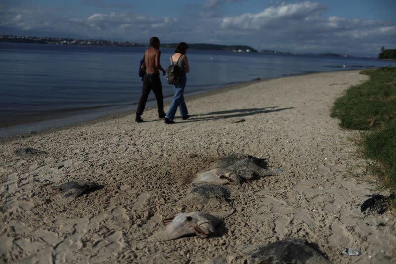 Remains of dead stingrays are seen at Ilha do Fundao, on the banks of the Guanabara Bay, in Rio de Janeiro