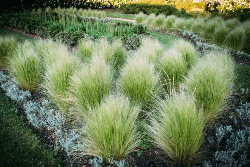 Prairie Dropseed (Sporobolus heterolepis)