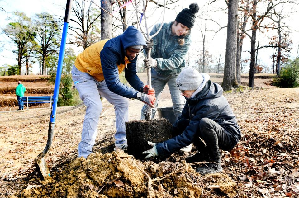 (Left to right) Chris Dupree, Isabella Brown and Jennifer Rogers help plant a tree as part of the efforts of Caddo Commissioner John-Paul Young in Highland Park Saturday morning, January 13, 2024.