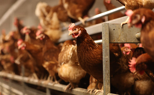 Brote de gripe aviar, ¿hay riesgo de pandemia?