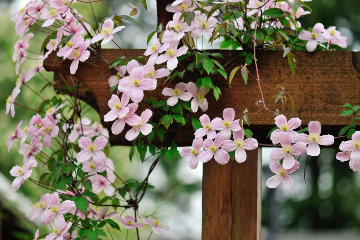 Clematis vines