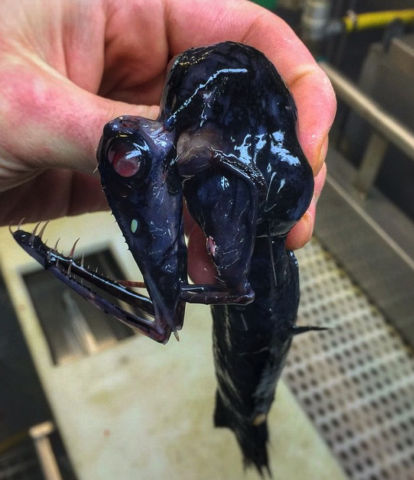 fish that looks like alien