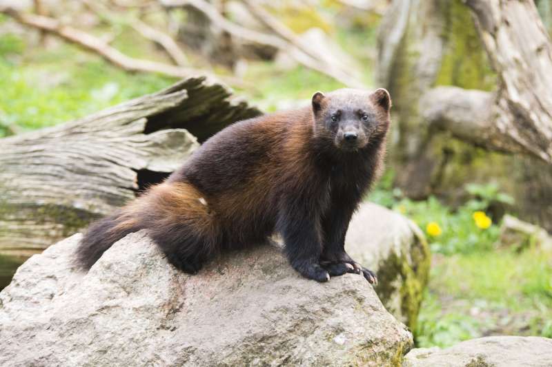 瀕危物種北美狼獾（North American Wolverine）。（Jonathan Othén@wikipedia_CC BY-SA 4.0）