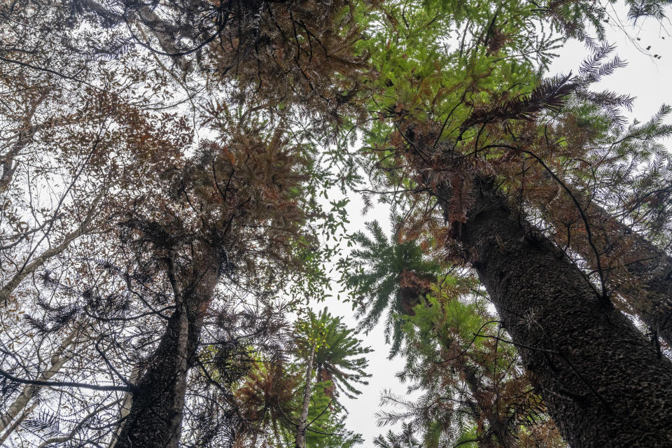 Fotografía tomada a principios de enero 2020 y proporcionada el jueves 16 de enero de 2020 por el Servicio de Parques Nacionales y Vida Silvestre de Nueva Gales del Sur de pinos wollemia en el Parque Nacional Wollemi en Nueva Gales del Sur, Australia. (NSW National Parks and Wildfire Service via AP)