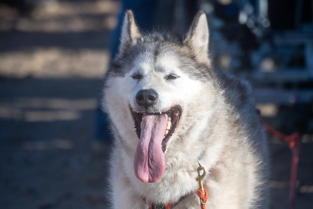 Ein Husky wartet, dass es mit dem Schlittenrennen beim 