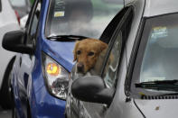 A dog peeks out the rear window of a car as his owner drives in to get tested for COVID-19 in Mexico City, Monday, Jan. 10, 2022. (AP Photo/Marco Ugarte)