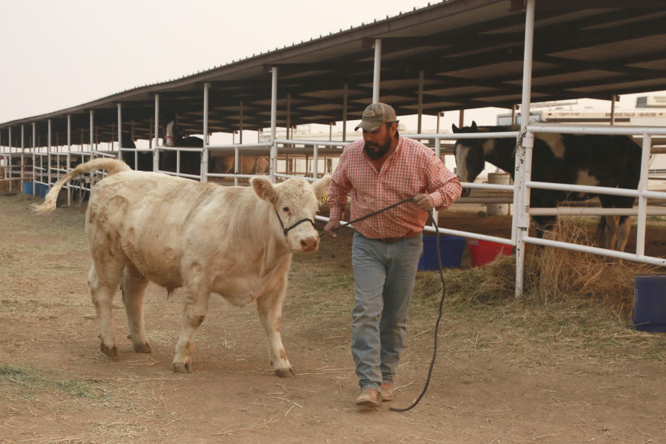 Harold Sena, of Tierra Monte, walks his cow, Jody, at the Zamora Ranch outside Las Vegas, N.M., on Monday, May 2, 2022. Sena bathed the cow regularly, making it white for state fairs, now it's one of the livestock refugees at the ranch due to wildfires in the are. (AP Photo/Cedar Attanasio)