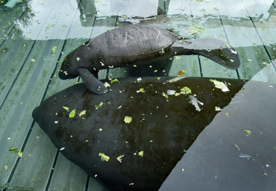 An injured juvenile manatee receives care at the Jacksonville Zoo and Gardens' Manatee Rescue and Rehabilitation facility. Manatees are designated as a threatened species.