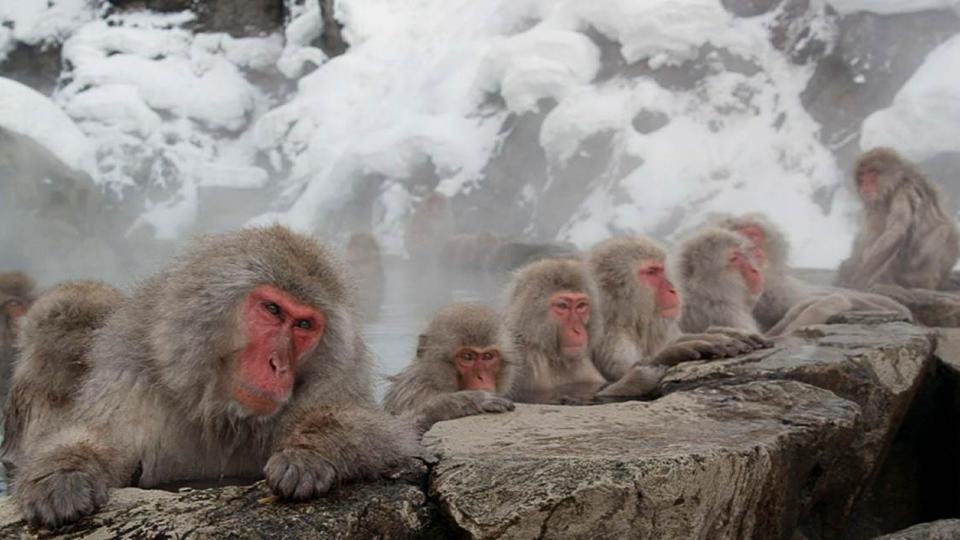 "Snow Monkeys" follows a troop of monkeys in Japan's frigid highlands.