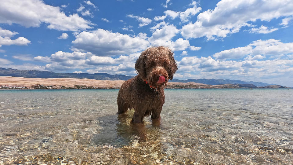 Lagotto romagnolo standing in water in picturesque scene