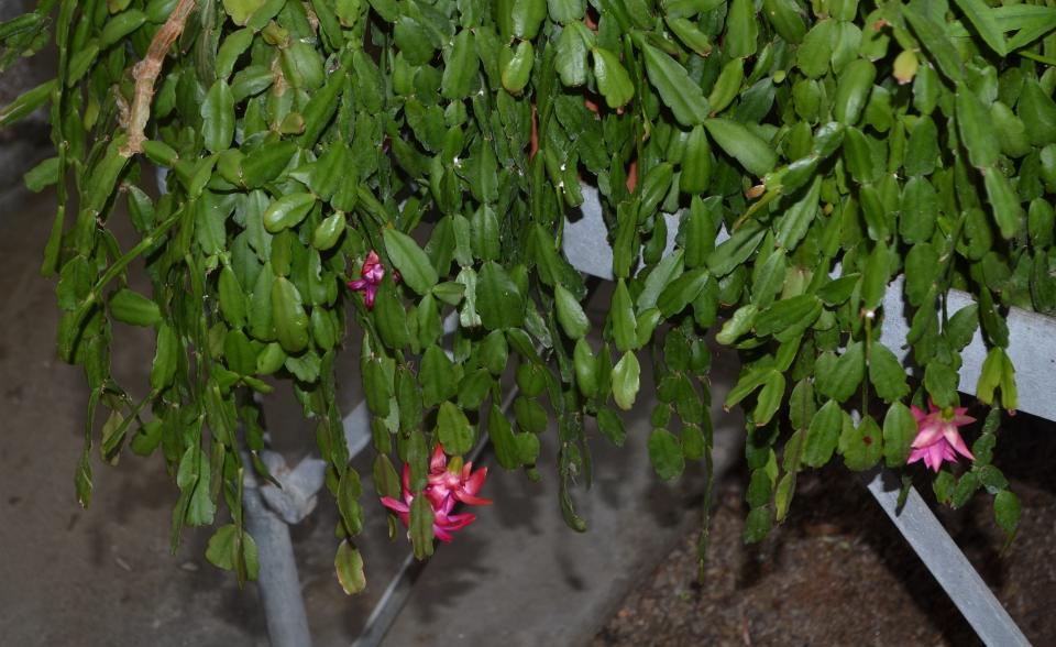 With the right care, a Christmas cactus can spread two feet within just a few years.