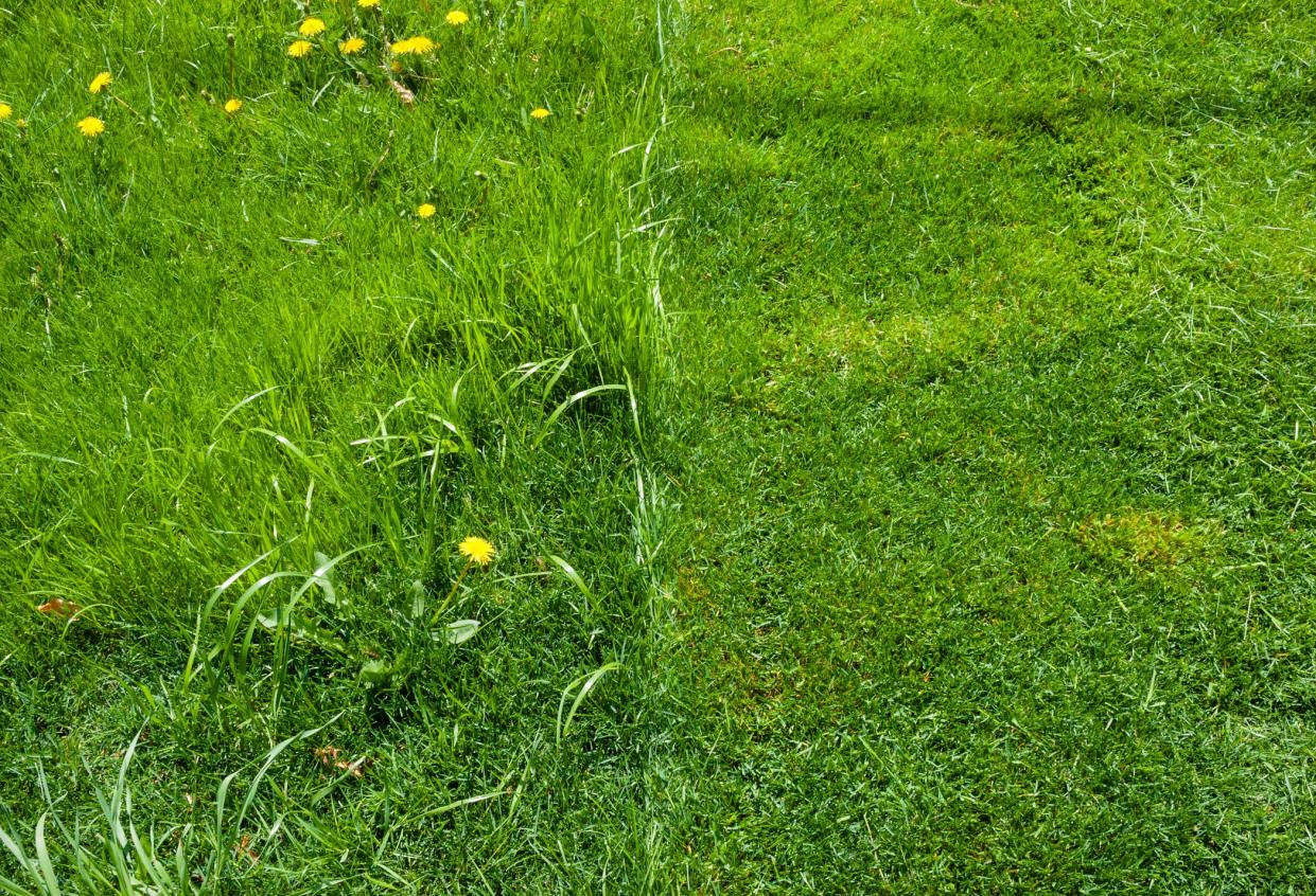 Detail of fresh green grass lawn, half recently mowed, half uncut, viewed from above.