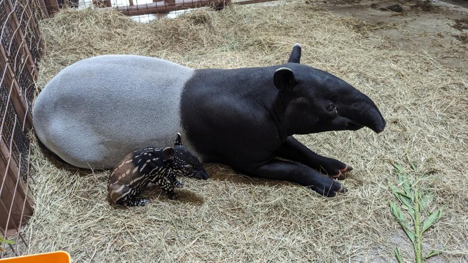 Mother Ubi and her Malayan tapir calf born at the ZooTampa at Lowry Park in March 2024.