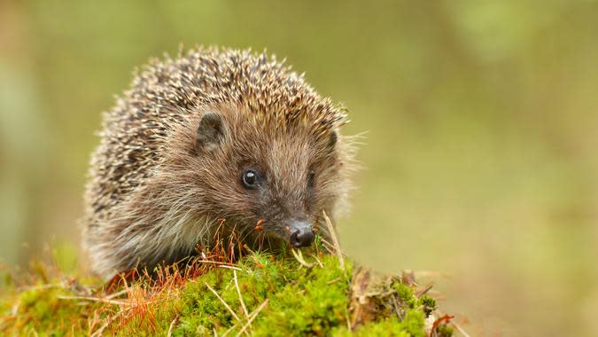 Piotr Krzeslak / Shutterstock.com