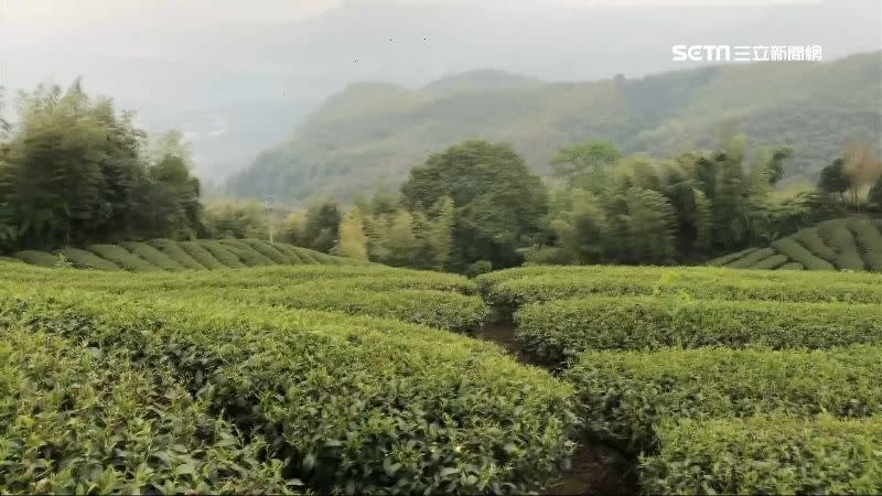 南投縣種植茶樹的面積約7000公頃是全台之冠。