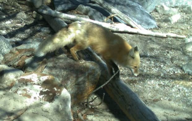 This recent photo of a fox was taken by a trap camera operated by Parks Canada in Banff National Park. Trap cameras are triggered by motion.