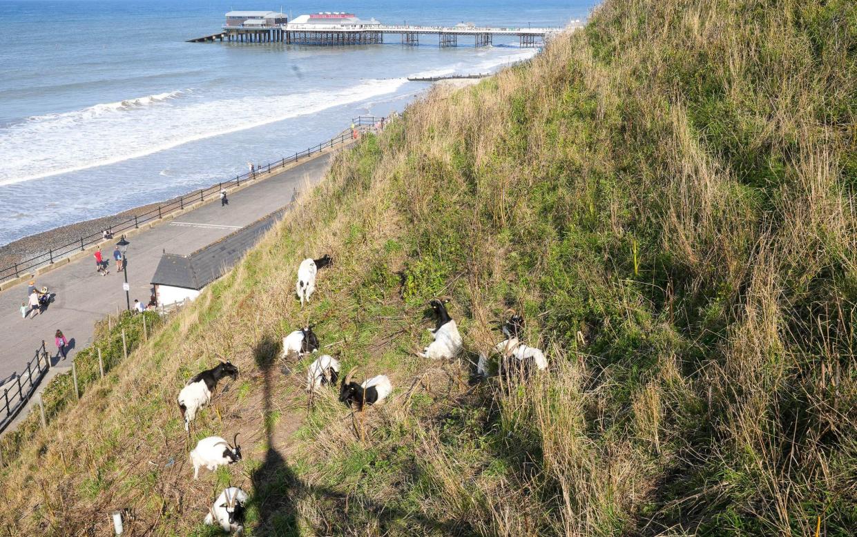 The Bagot goats on the cliffs at Cromer, Norfolk, near the pier