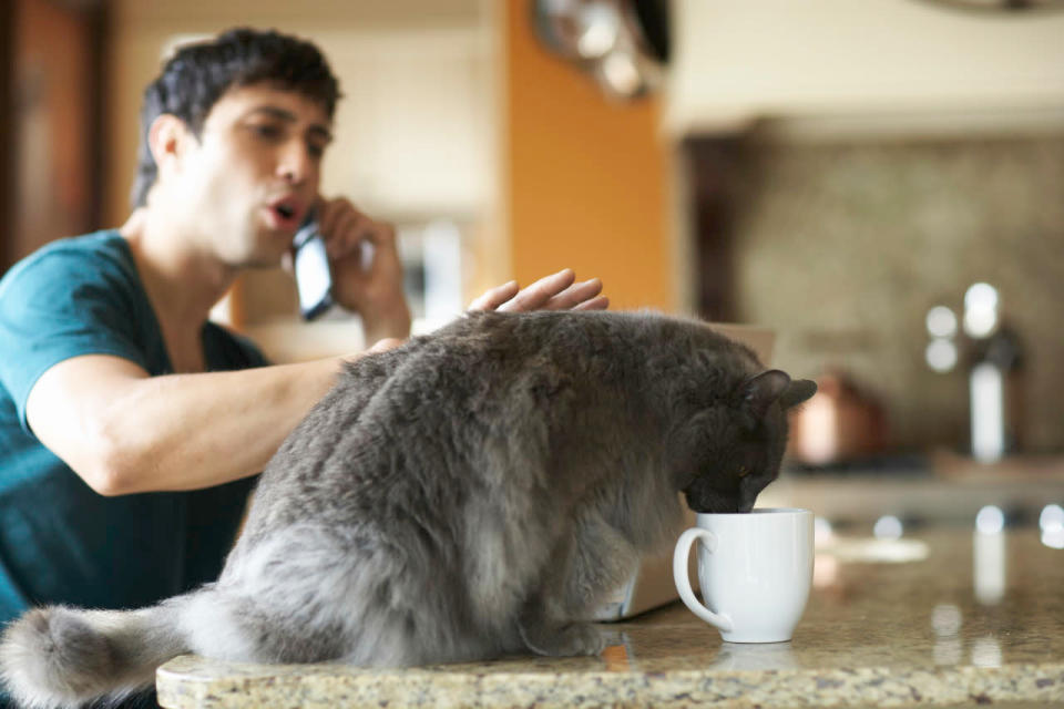 Le café : si votre chat est lent ou toujours endormi, trouvez une autre solution que de lui donner du café, car la caféine risque d'accélérer son rythme cardiaque. En effet, il suffit d'une petite quantité de café pour empoisonner un félin.