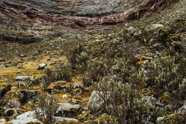 <p>A l'occasion de trois missions auxquelles ont participé une dizaine de scientifiques, des mousses et lichens nouveaux pour le Venezuela ont été trouvés sur le glacier de Humboldt. </p>