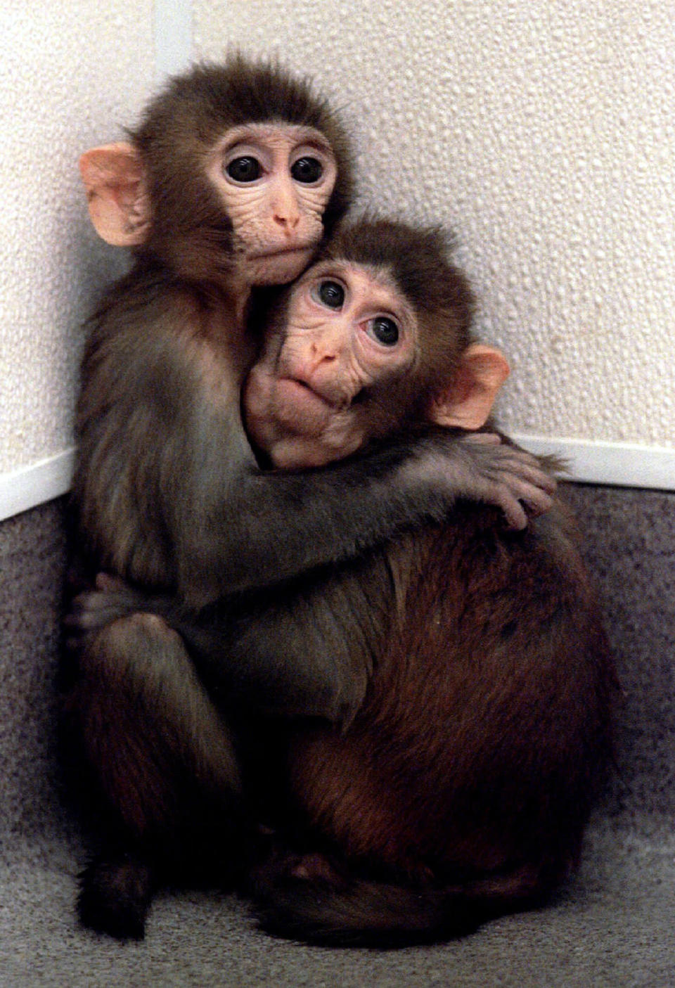 Twin baby monkeys born from cloned embryos clutch each other at the Oregon Regional Primate Research Center in Beaverton, Oregon March 4. The procedure used to produce the monkeys last year, nuclear embryo transfer, confirms that genetically identical twin monkeys can be reproduced.