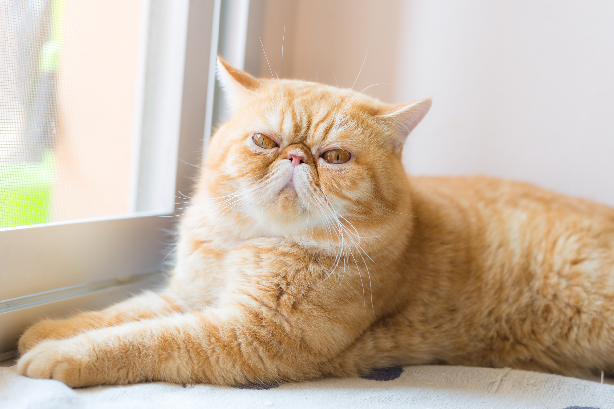 An Exotic Shorthair cat laying next to a window, on a white sheet, looking towards the camera, a white wall in the background, sunshine outside through the window