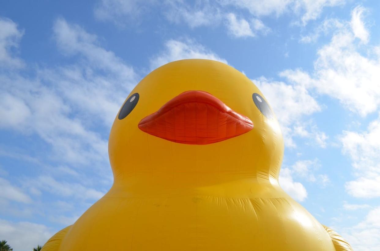 The world’s largest rubber duck, according to the Toronto Waterfront Festival, will be returning this weekend at 7 Queens Quay East. (Jim Orgill/Harmony Marketing - image credit)