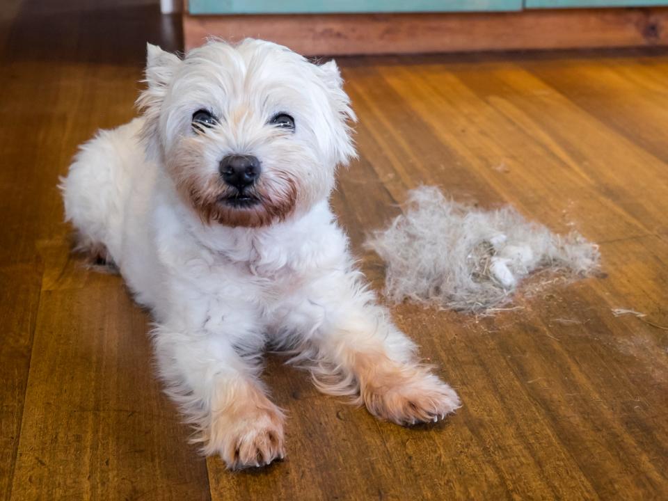 dog shedding fur cleaning messy animal pet