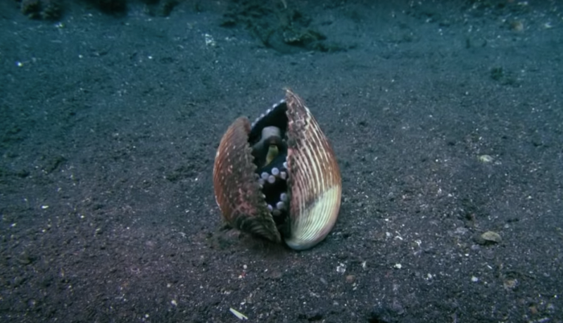 An octopus pulls two orange shells around its body on the seafloor.