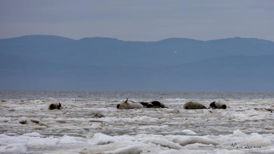 Harp seals were spotted along the Saint-Denis-de La Bouteillerie, Que., in the Kamouraska area. 