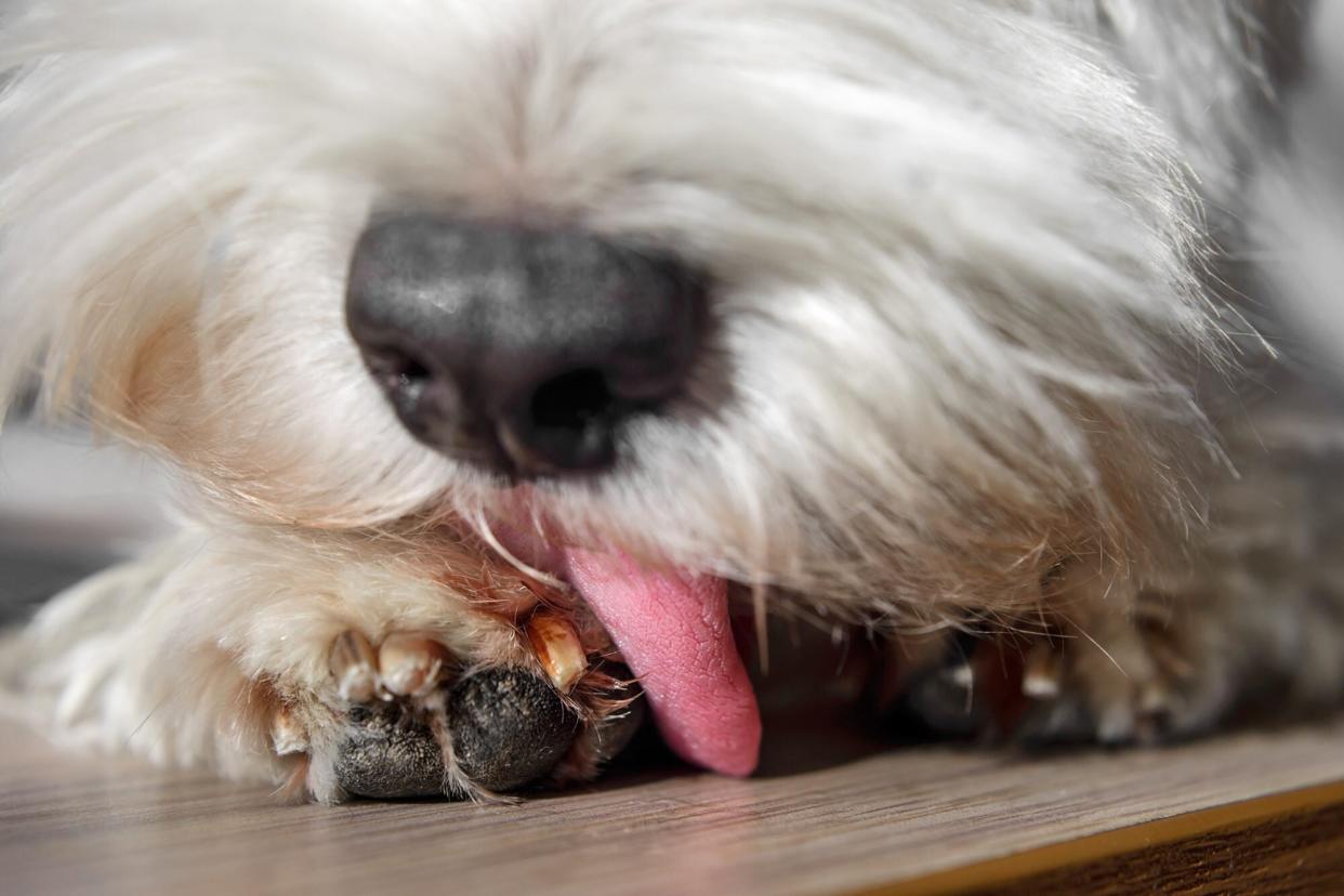 close up of a dog licking his paw