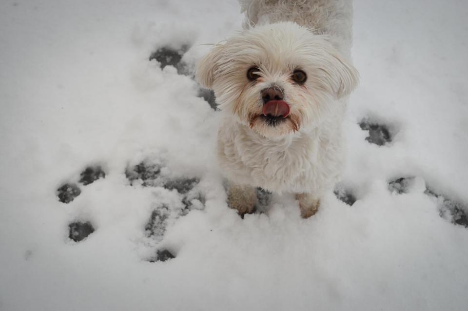 Generic photo of a Maltese dog (Photo by Laura Dewilde on Unsplash)