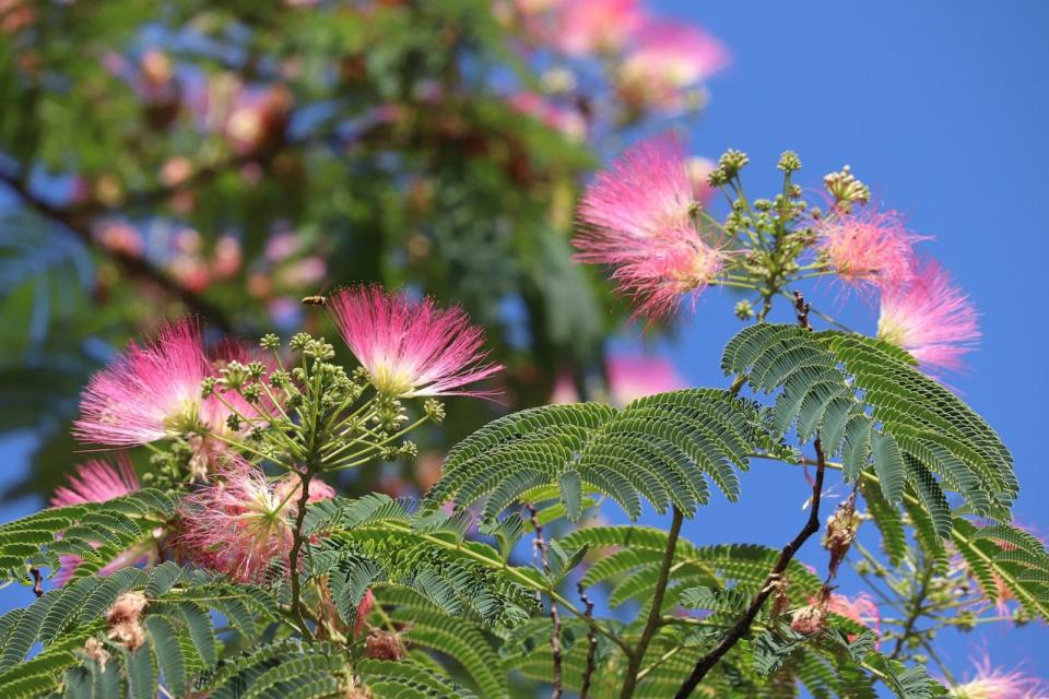 PHOTO: Exotic Silk Tree Albizia blooms (STOCK IMAGE/Getty Images)