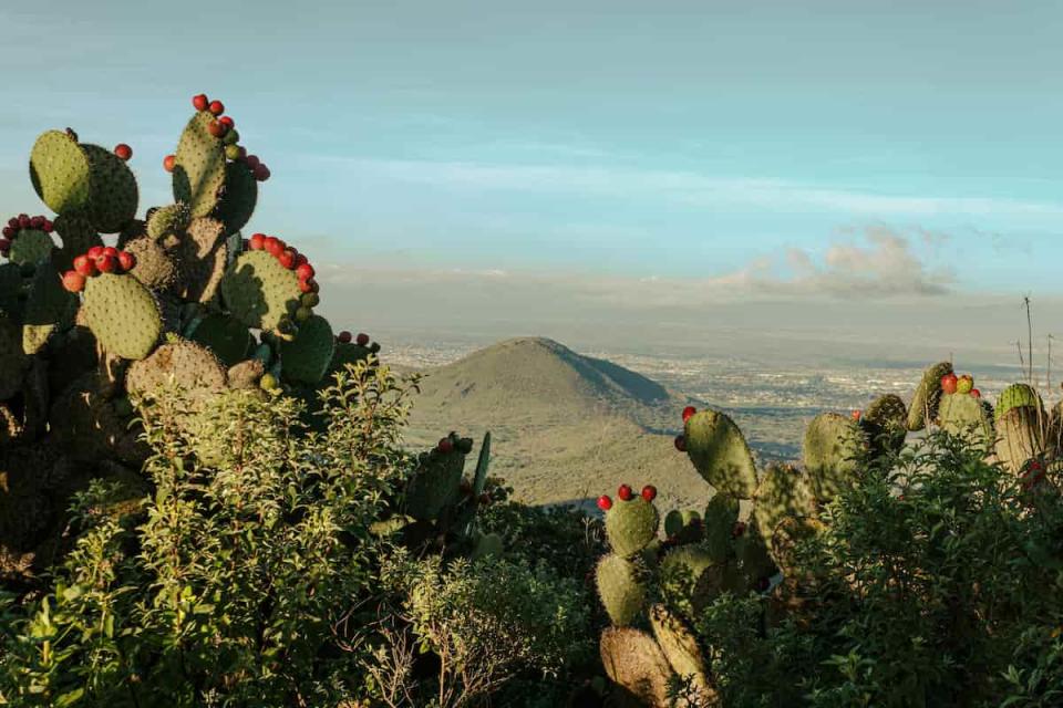 El nopal es una planta originaria de México, que está presente en el escudo de la bandera nacional.