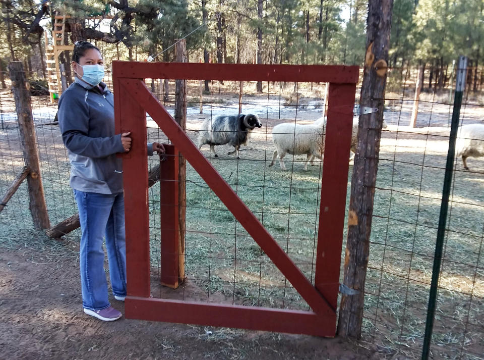 This undated photo provided by Arvena Peshlakai shows Arvena Peshlakai opening the gate to her sheep corral at her home in Crystal, New Mexico. She and her husband Melvin volunteered to participate in coronavirus vaccine trials on the Navajo Nation. As coronavirus vaccines were being developed around the world, few Native American tribes signed up to participate. The reasons range from unethical practices of the past to the quick nature of the studies amid the pandemic. Native researchers say without participation from tribal communities, tribes won't know which vaccine might best be suited for their citizens. (Courtesy Arvena Peshlakai via AP).